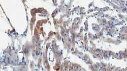 MilliporeSigma Mouse anti-Lipoprotein Lipase/LPL, Clone:, 100&mu;g:Antibodies,